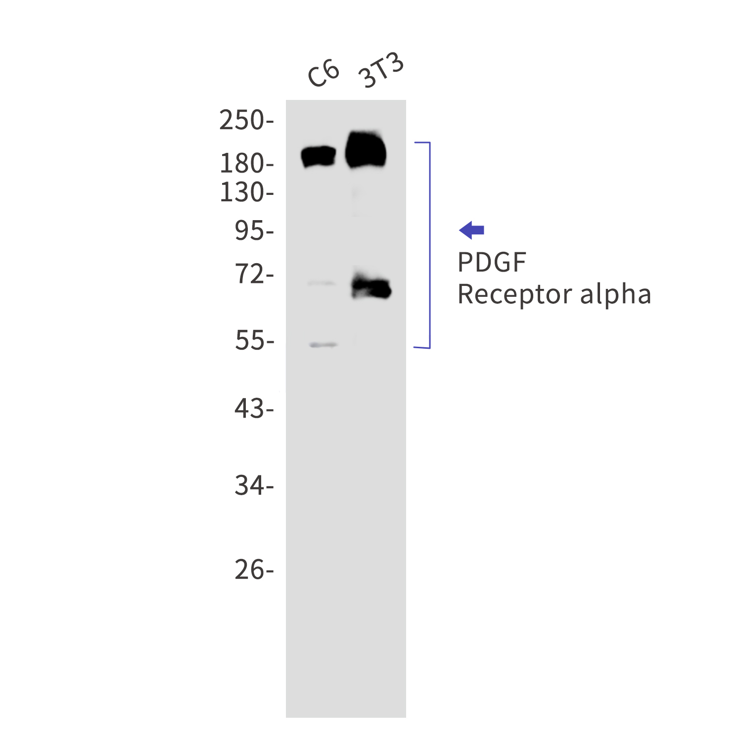 PDGFR alpha Rabbit mAb