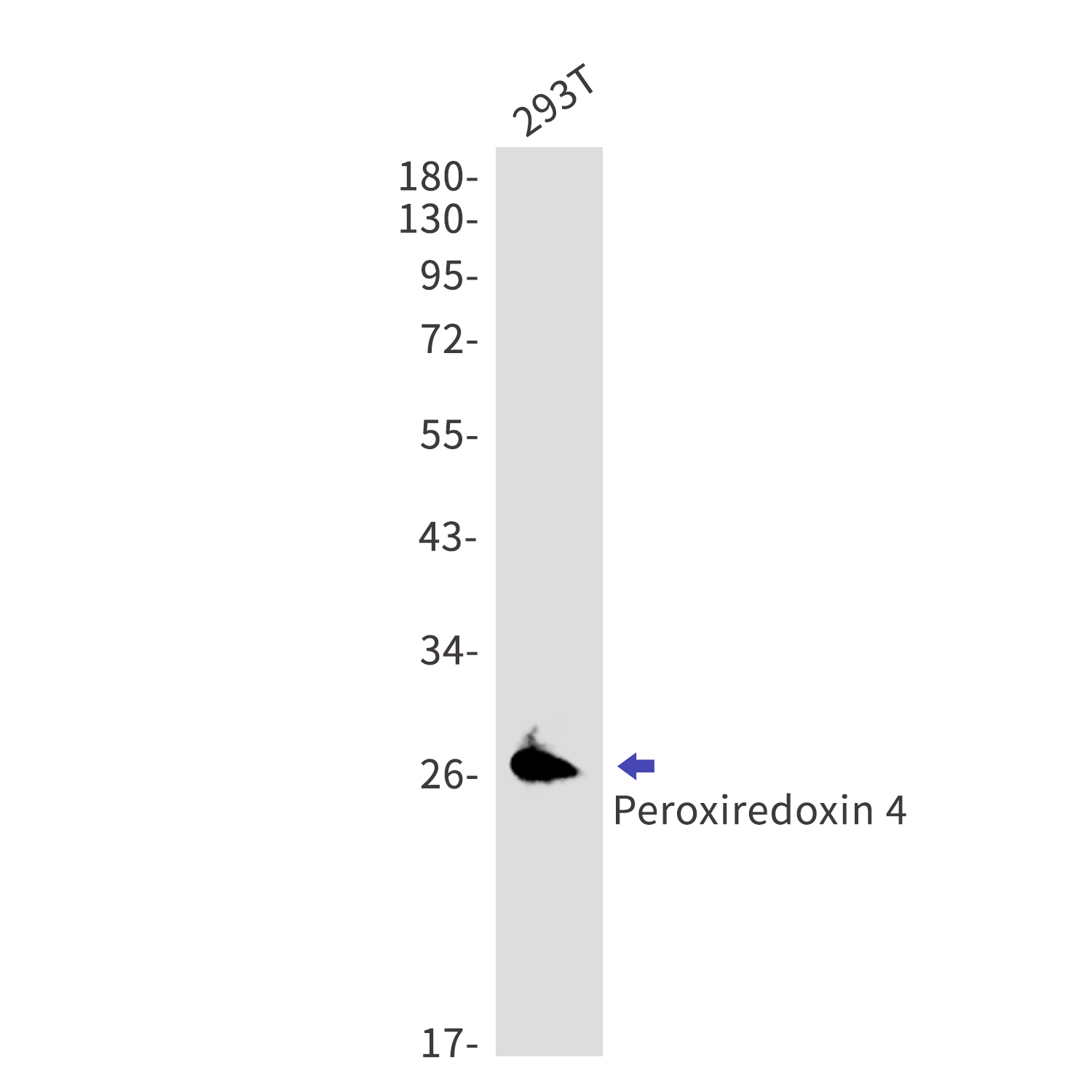 Peroxiredoxin 4 Rabbit mAb