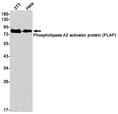 Phospholipase A2 Activator Protein Rabbit mAb