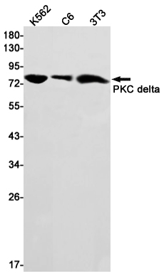 PKC delta Rabbit mAb