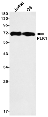 PLK1 Rabbit mAb