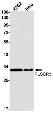 PLSCR3 Rabbit mAb