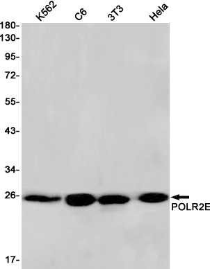 RNA Polymerases I/II/III Subunit ABC1 Rabbit mAb