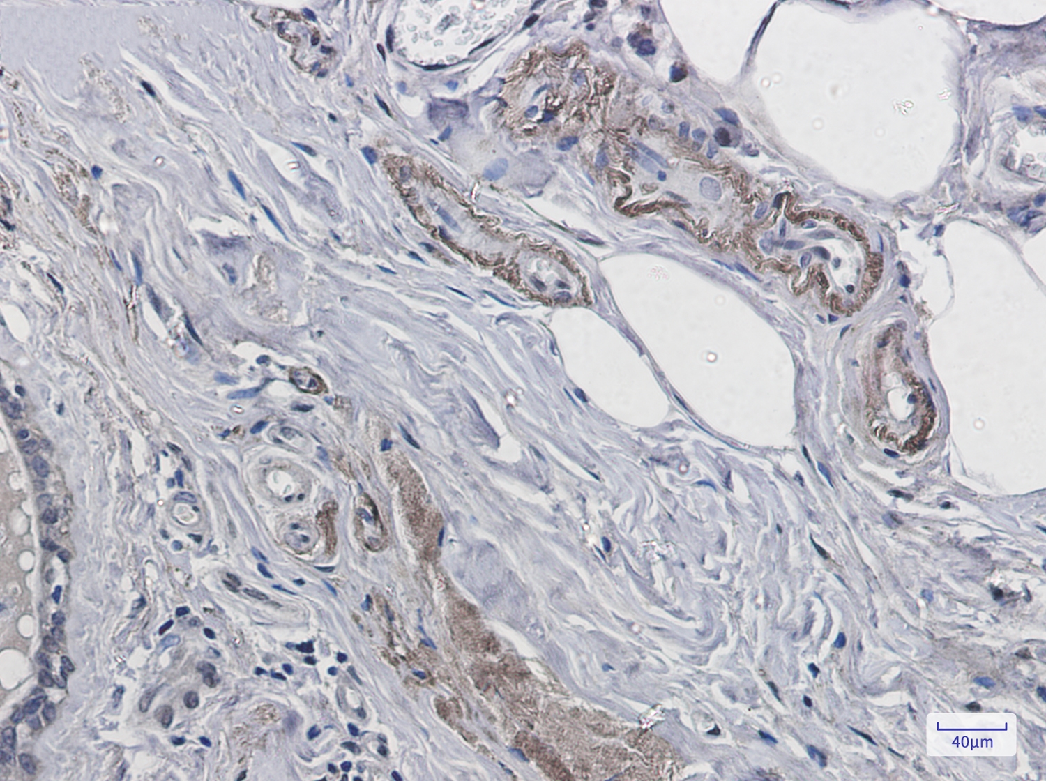 Prion Protein Rabbit mAb