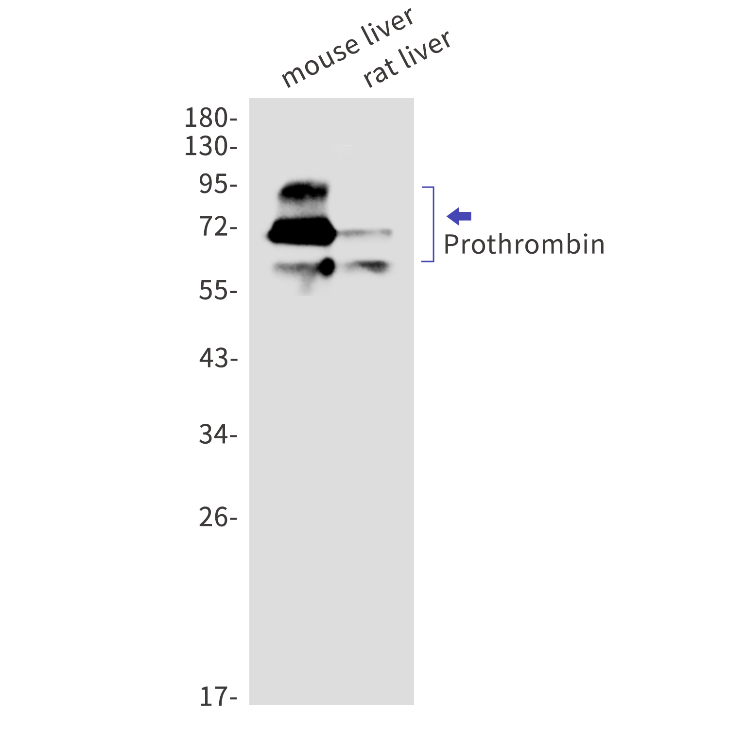 Prothrombin Rabbit mAb