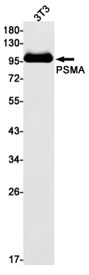 PSMA Rabbit mAb