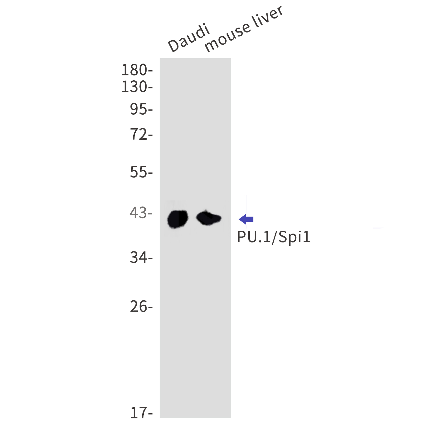 SPI1 Rabbit mAb