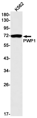 PWP1 Rabbit mAb