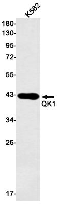 QK1 Rabbit mAb