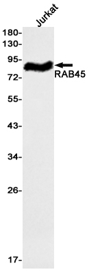 Rab45 Rabbit mAb