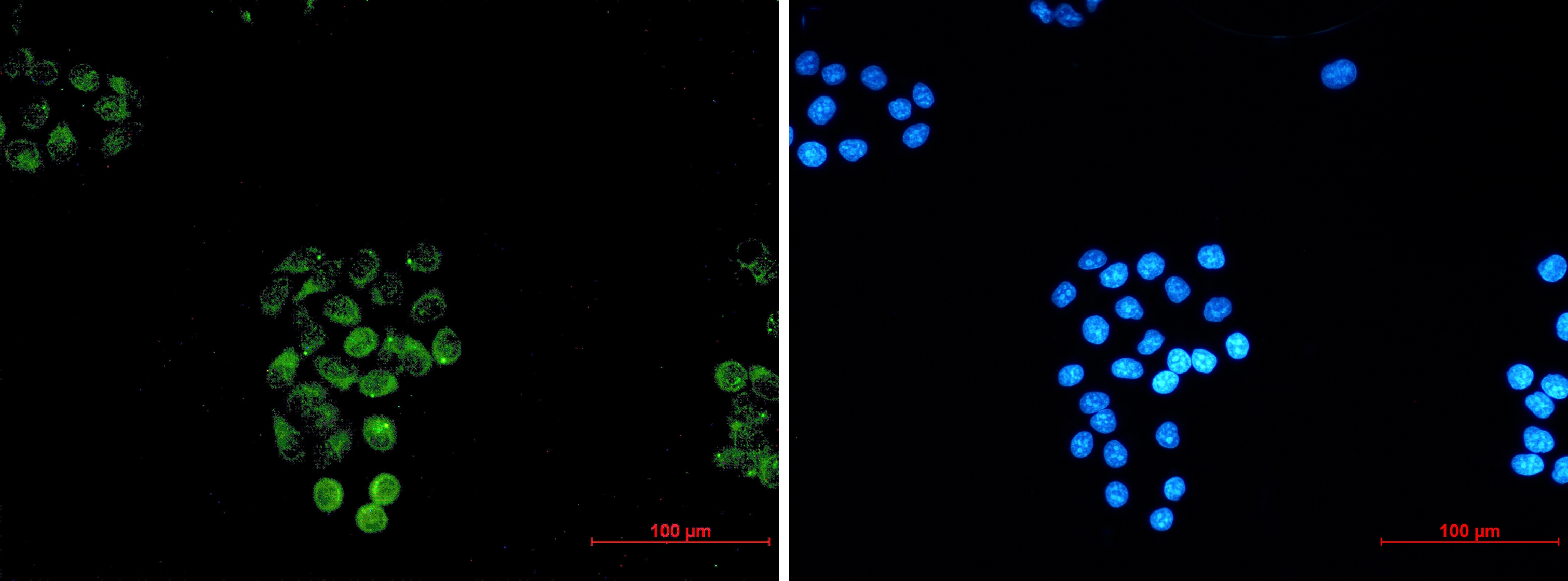 Rab45 Rabbit mAb