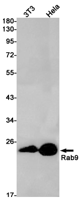 Rab9 Rabbit mAb