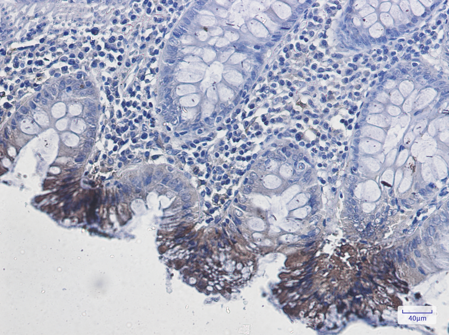 Rab9 Rabbit mAb