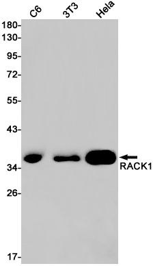 RACK1 Rabbit mAb