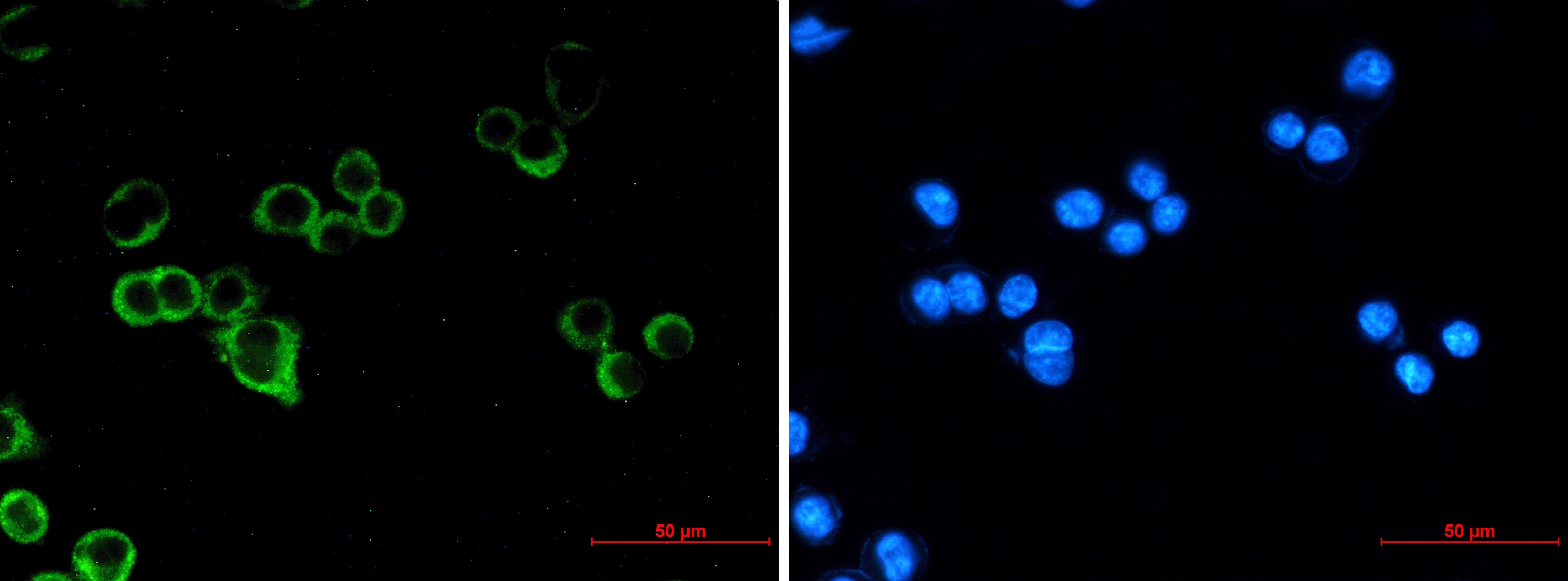 Raf1 Rabbit mAb