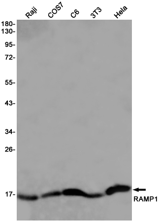 RAMP1 Rabbit mAb