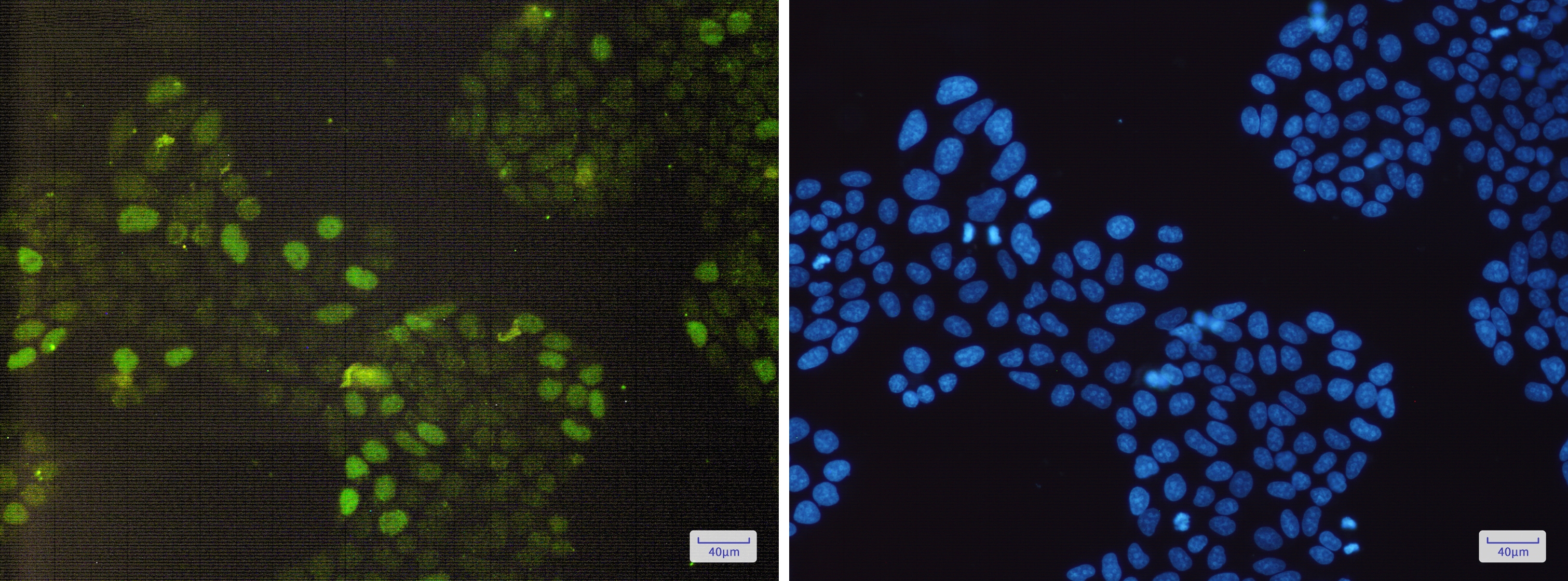 Rb Rabbit mAb