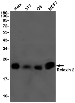 Relaxin 2 Rabbit mAb