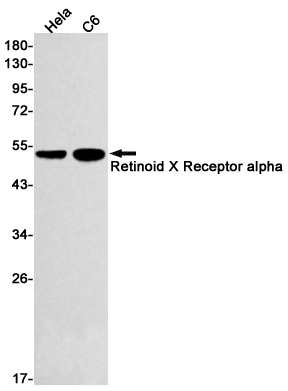 Retinoid X Receptor alpha Rabbit mAb