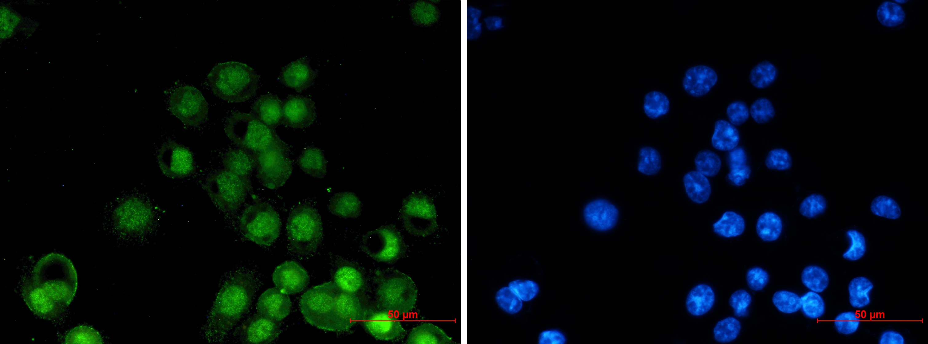 Retinoid X Receptor alpha Rabbit mAb