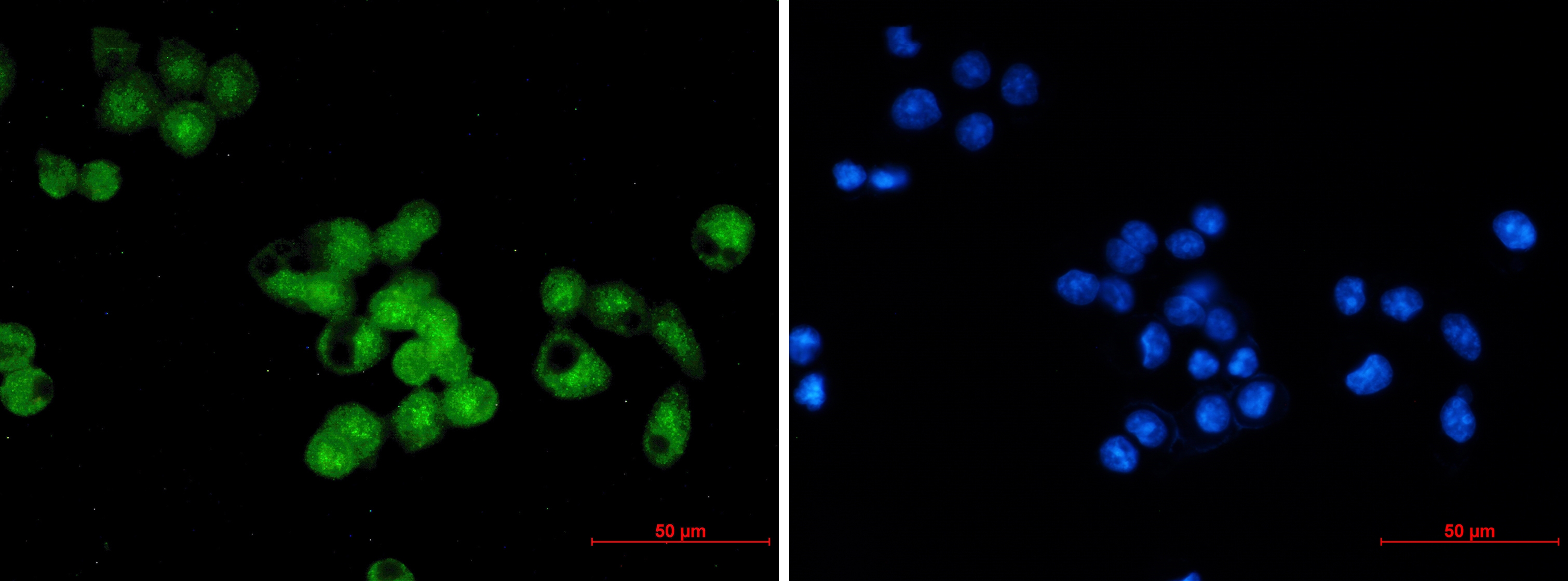 SKP1 Rabbit mAb