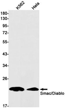 SMAC Rabbit mAb