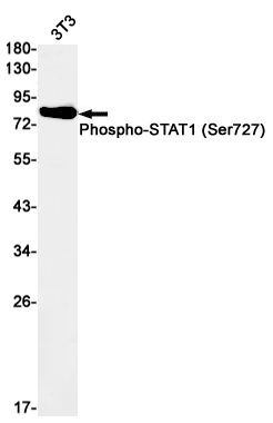 Phospho-STAT1 (Ser727) Rabbit mAb