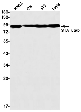 STAT5 Rabbit mAb