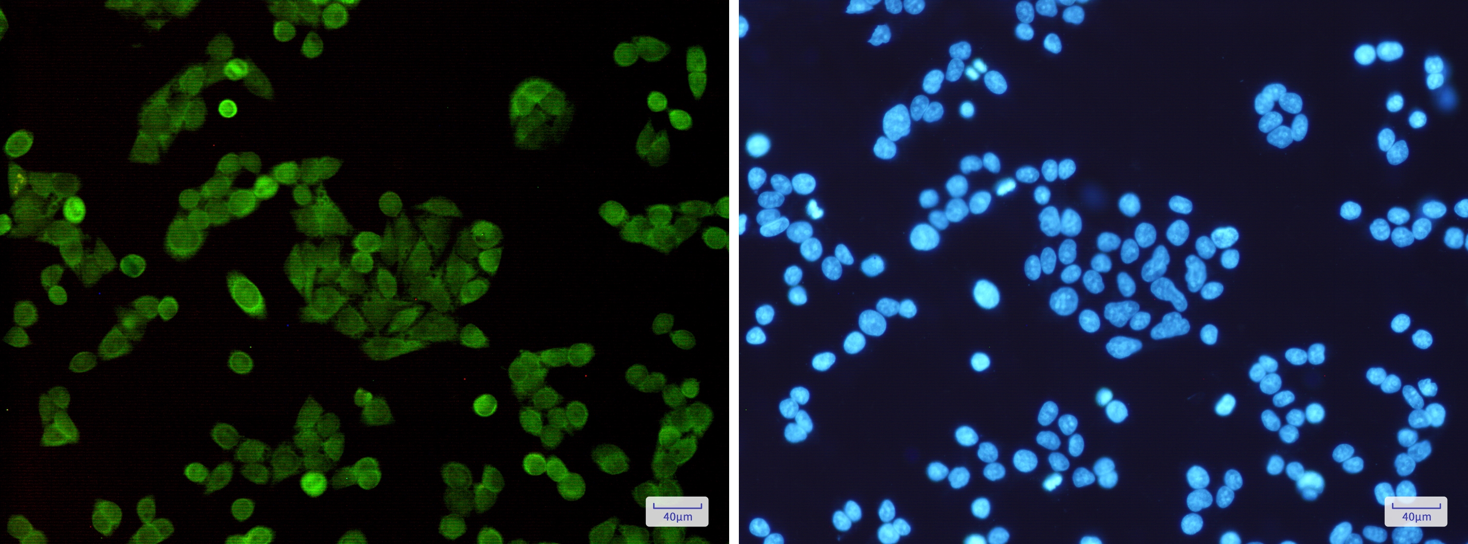 STAT5 Rabbit mAb