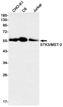 STK3 Rabbit mAb