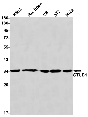 STUB1 Rabbit mAb