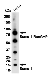 SUMO1 Rabbit mAb