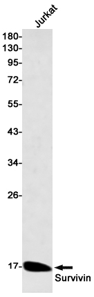 Survivin Rabbit mAb