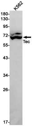 Tec Rabbit mAb