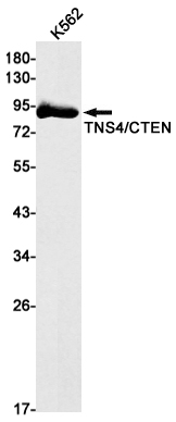 Tensin 4 Rabbit mAb