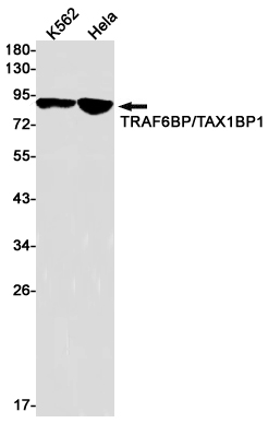 TAX1BP1 Rabbit mAb