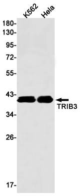 TRIB3 Rabbit mAb