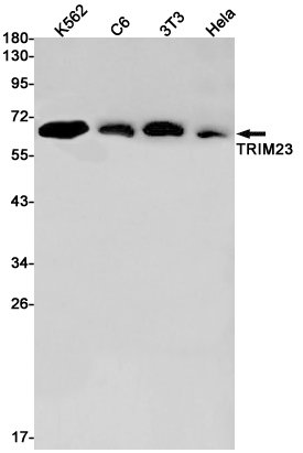 TRIM23 Rabbit mAb