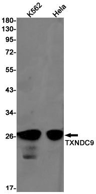 TXNDC9 Rabbit mAb