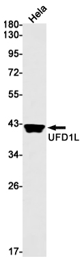 UFD1 Rabbit mAb