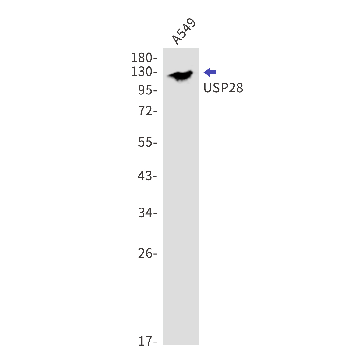 USP28 Rabbit mAb