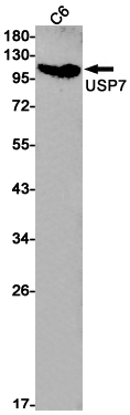 USP7 Rabbit mAb