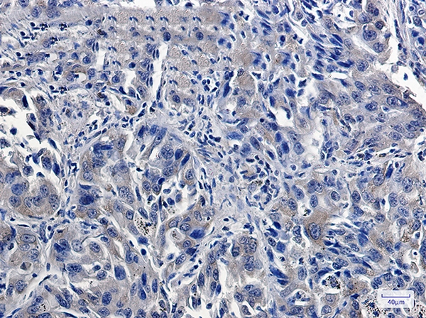 USP7 Rabbit mAb