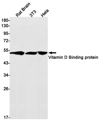 Vitamin D Binding Protein Rabbit mAb