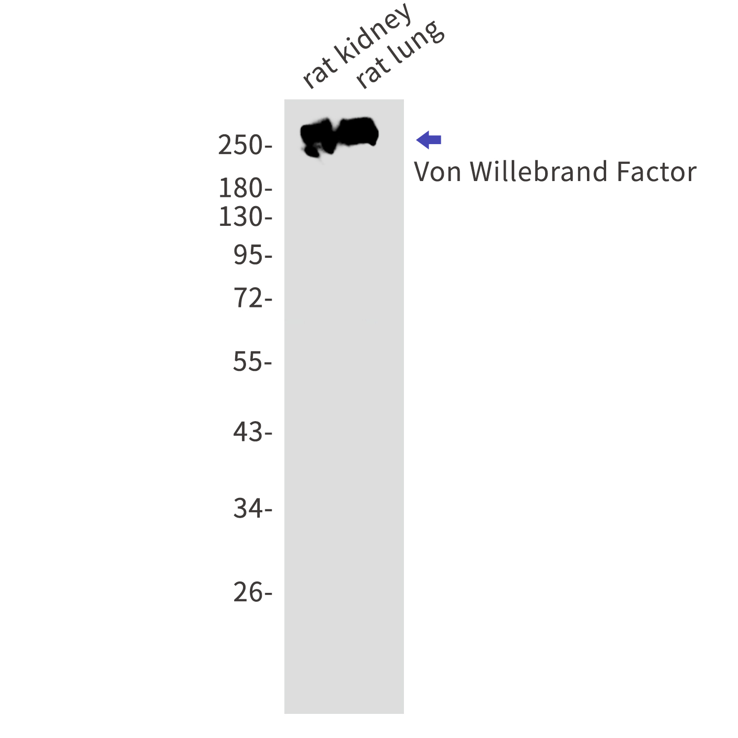 von Willebrand Factor Rabbit mAb