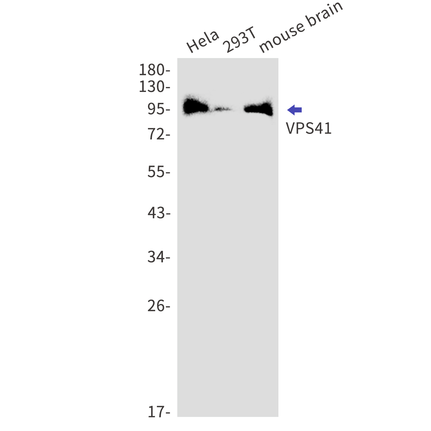 VPS41 Rabbit mAb