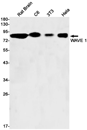 WAVE 1 Rabbit mAb