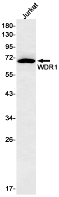 WDR1 Rabbit mAb