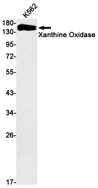 Xanthine Oxidase Rabbit mAb