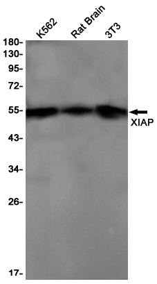 XIAP Rabbit mAb